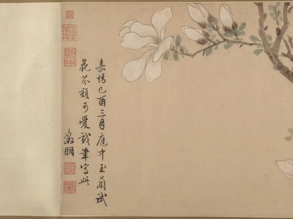 白玉兰图卷，作者文徵明